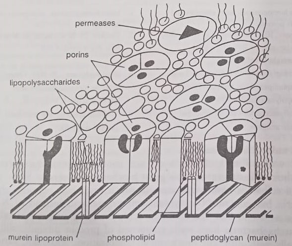 BSc Structure of Microorganisms in Microbiology Notes Study Material